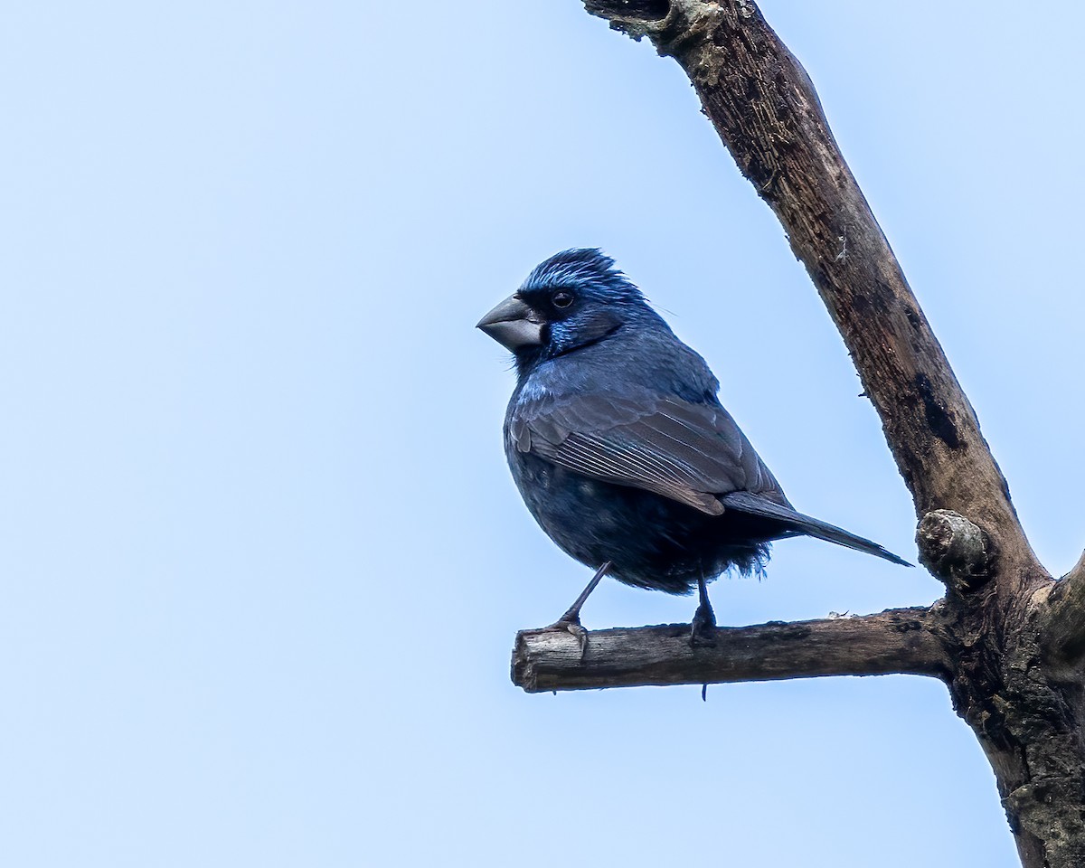 Ultramarine Grosbeak - ML627472658