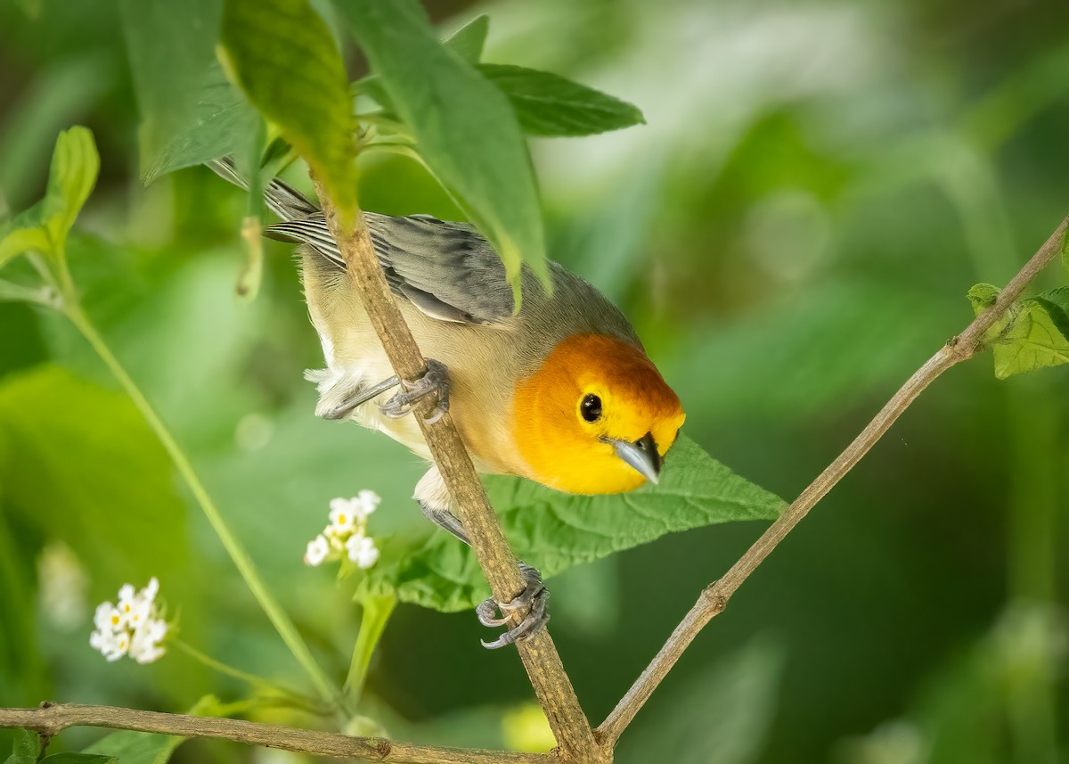 Orange-headed Tanager - ML627472665