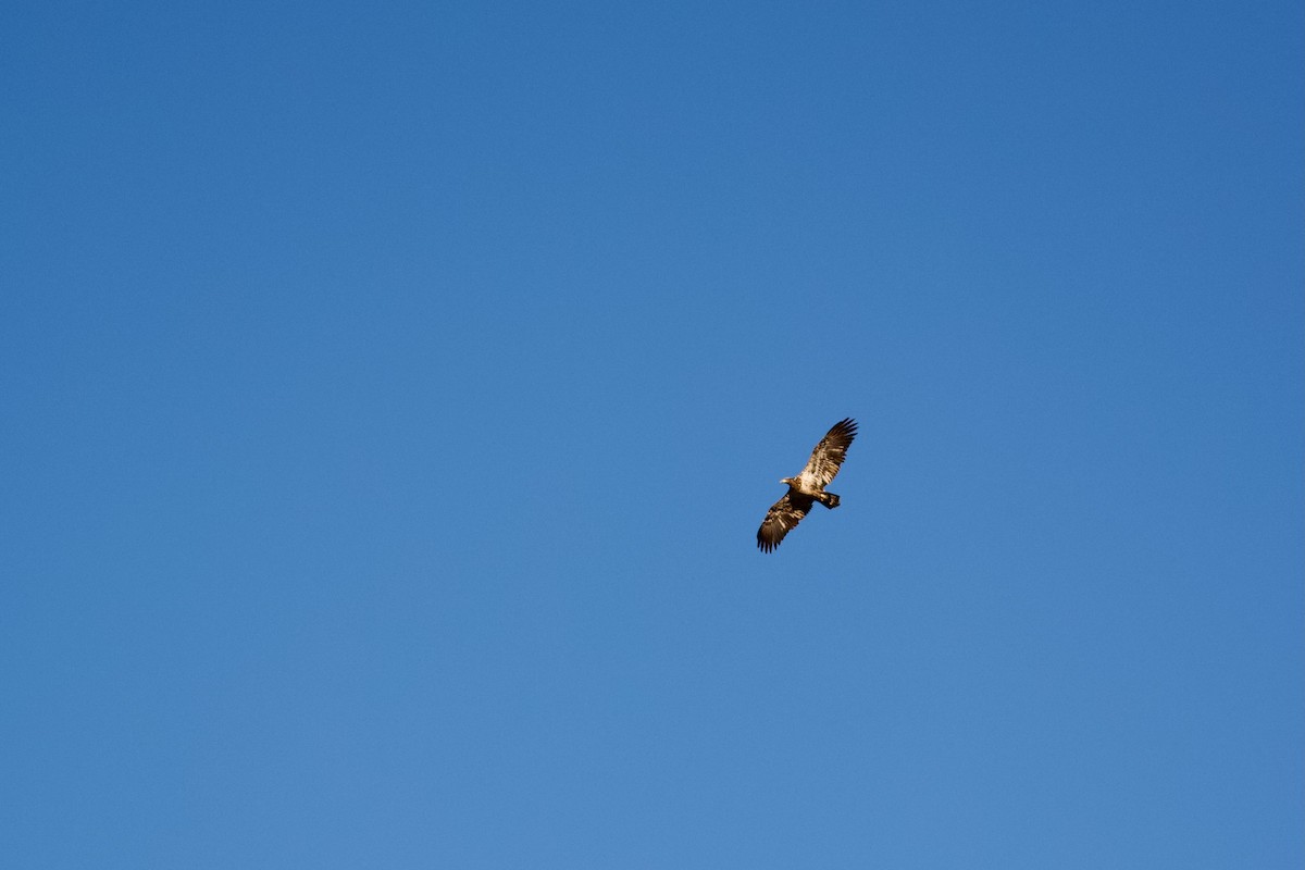 Bald Eagle - ML627472732