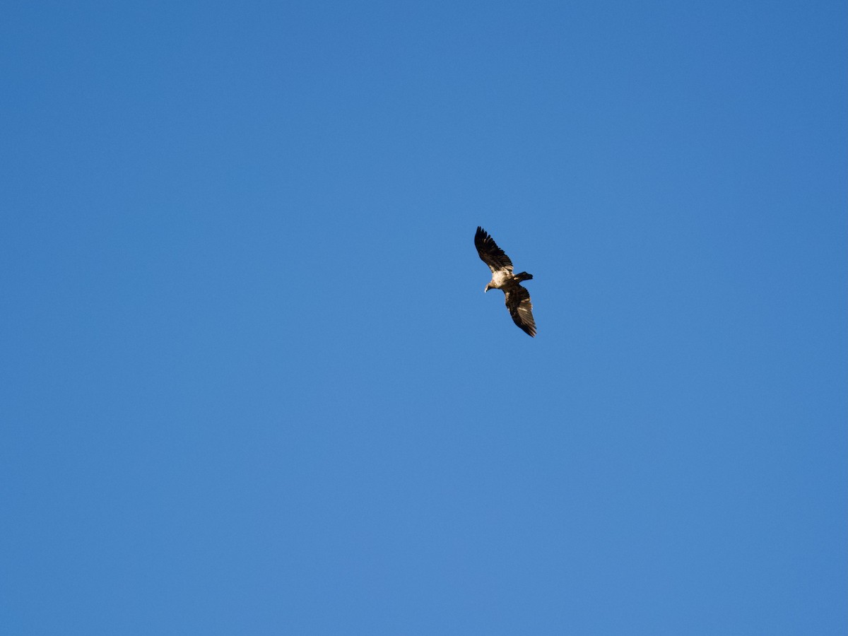 Bald Eagle - ML627472733