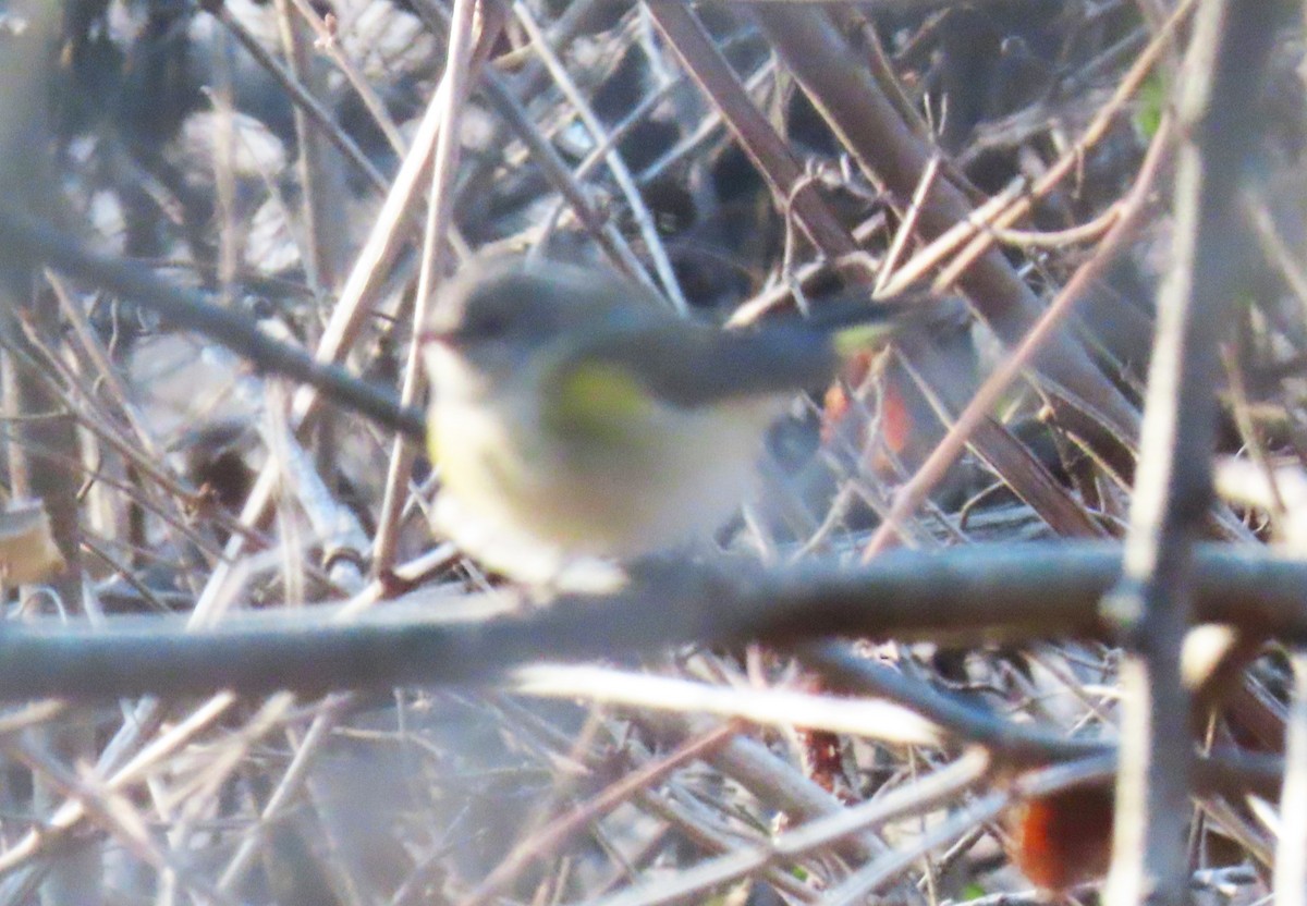 American Redstart - ML627472756
