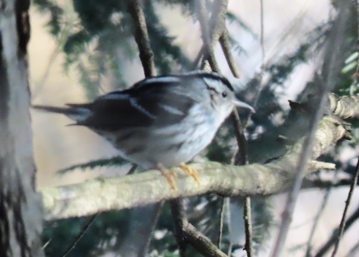 Black-and-white Warbler - ML627472761