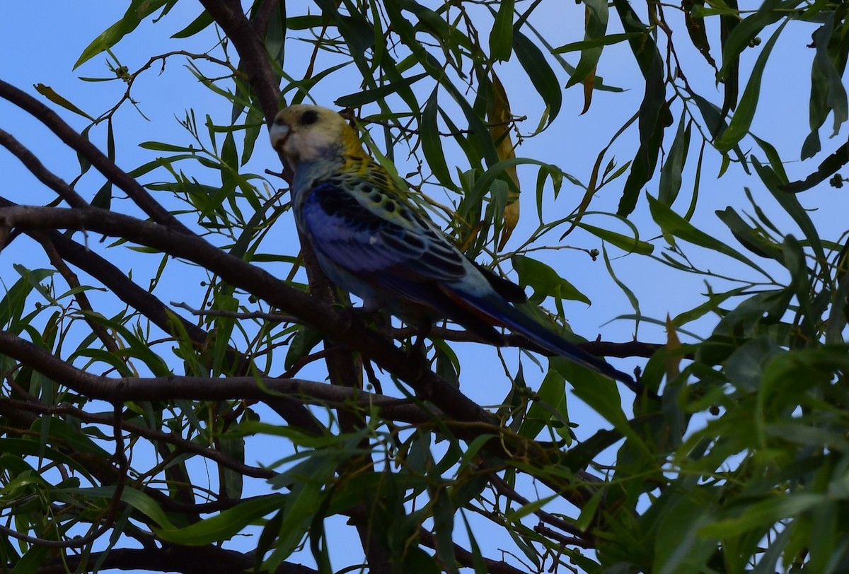 Pale-headed Rosella - ML627472763