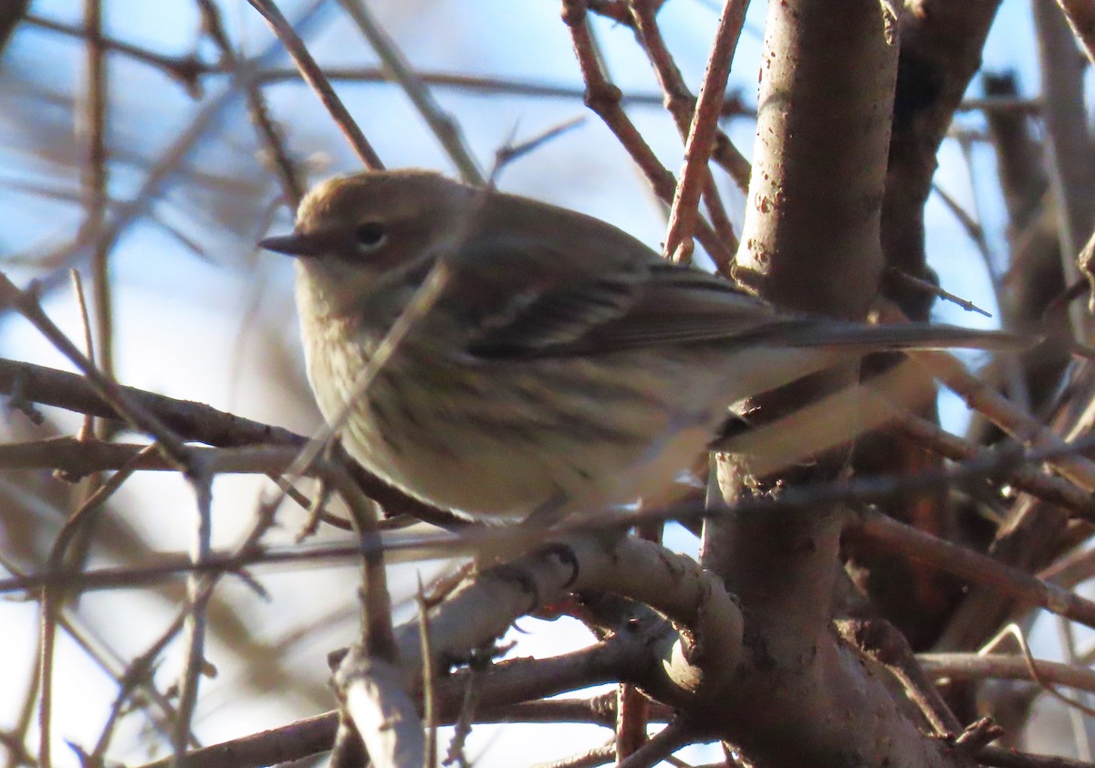 Yellow-rumped Warbler (Myrtle) - ML627472767