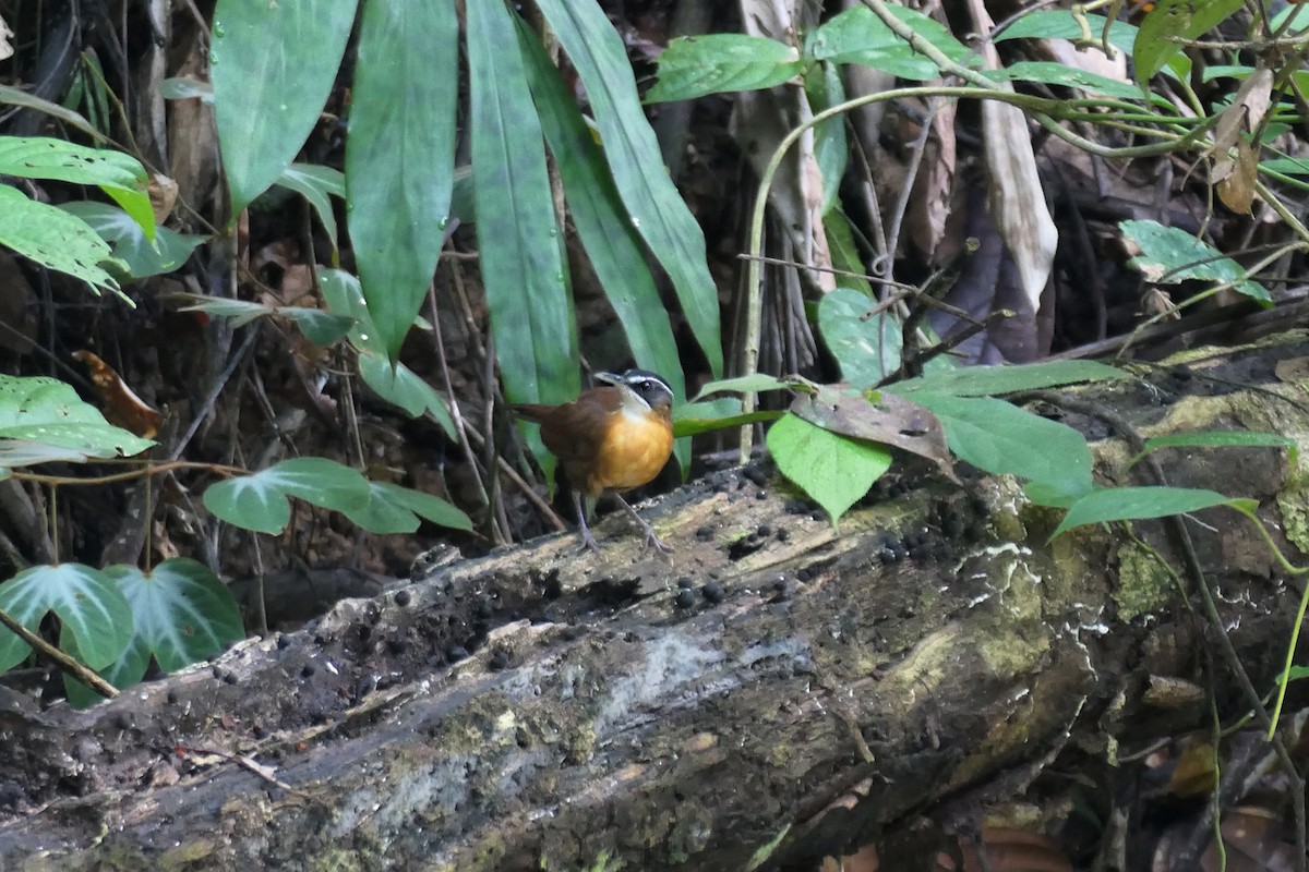 Bornean Black-capped Babbler - ML627472861