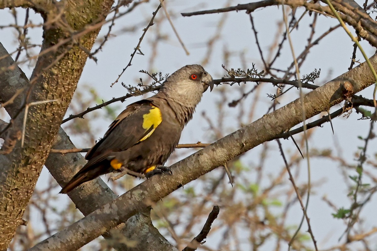 Rüppell's Parrot - ML627472873