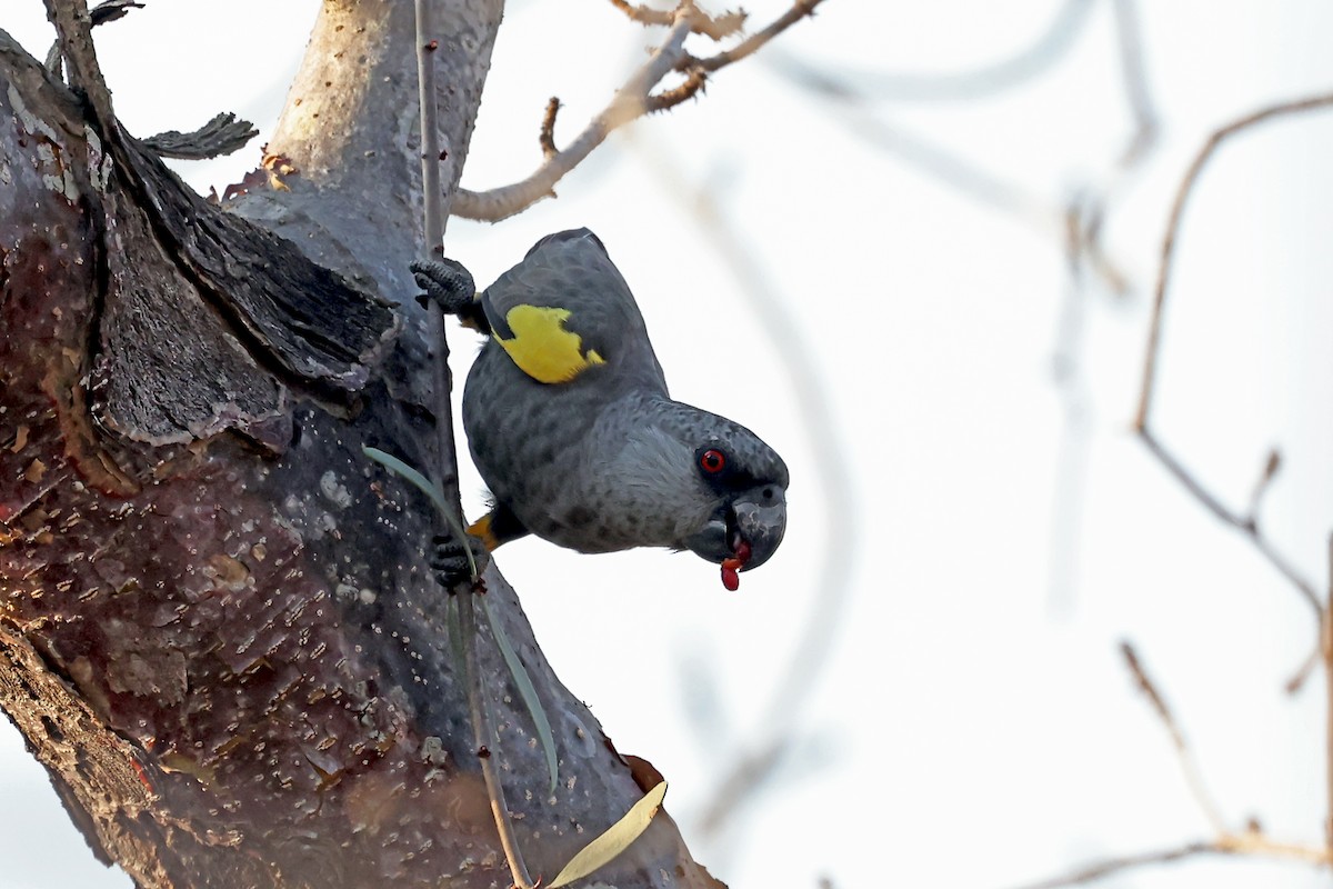 Rüppell's Parrot - ML627472877