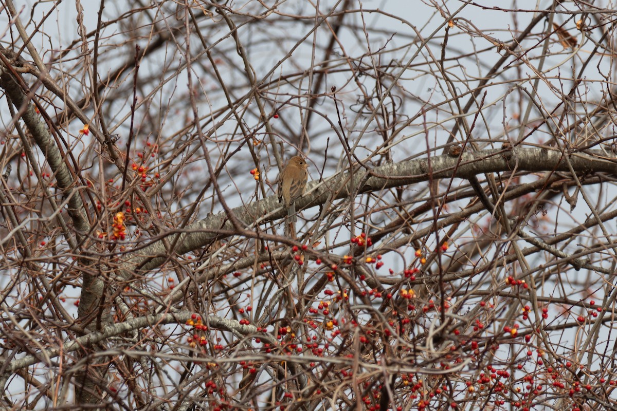 Lazuli Bunting - ML627472924