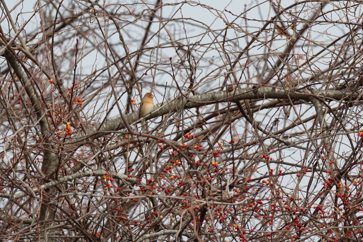 Lazuli Bunting - ML627472925