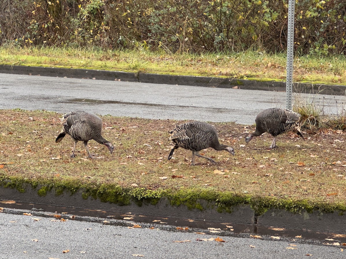 Wild Turkey - ML627473051