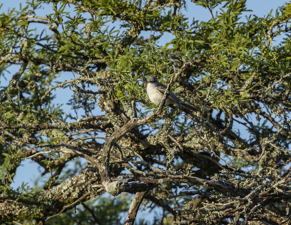 Suiriri Flycatcher - ML627473107