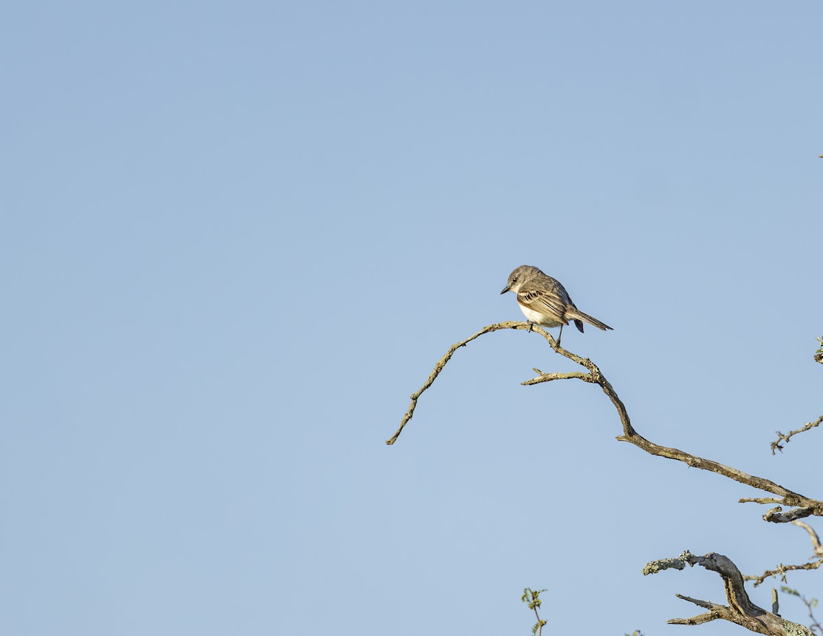 Suiriri Flycatcher - ML627473108