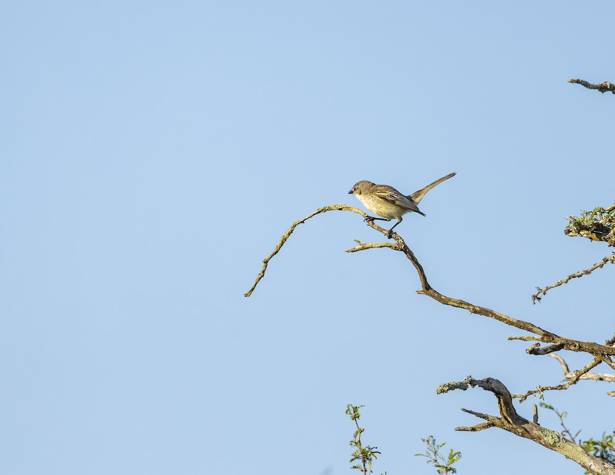 Suiriri Flycatcher - ML627473109