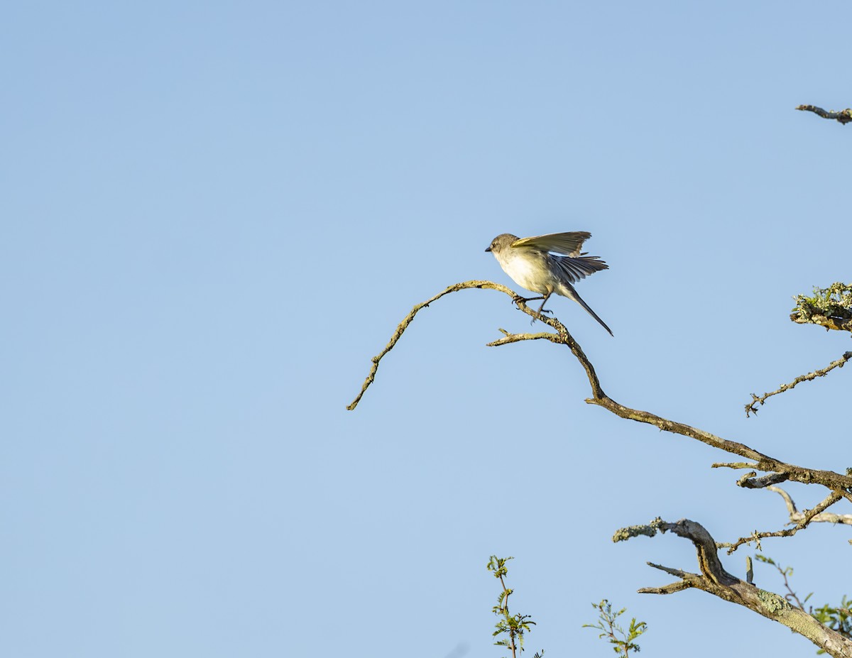 Suiriri Flycatcher - ML627473110