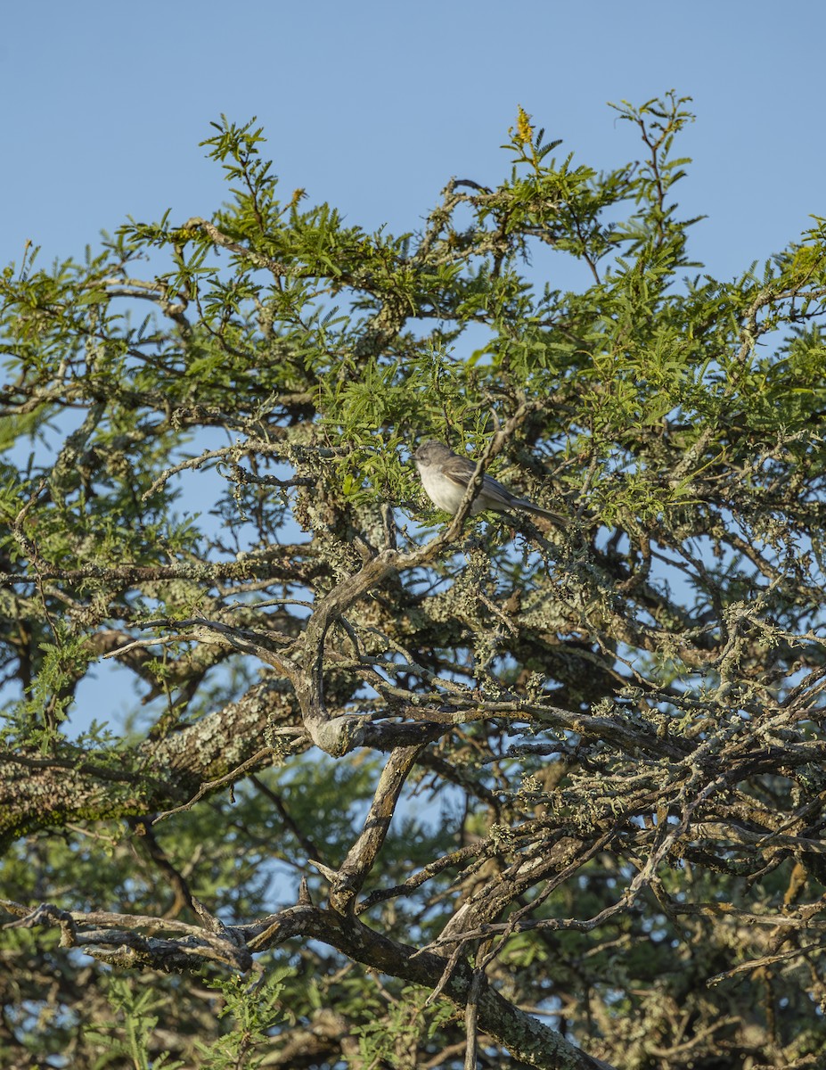 Suiriri Flycatcher - ML627473111