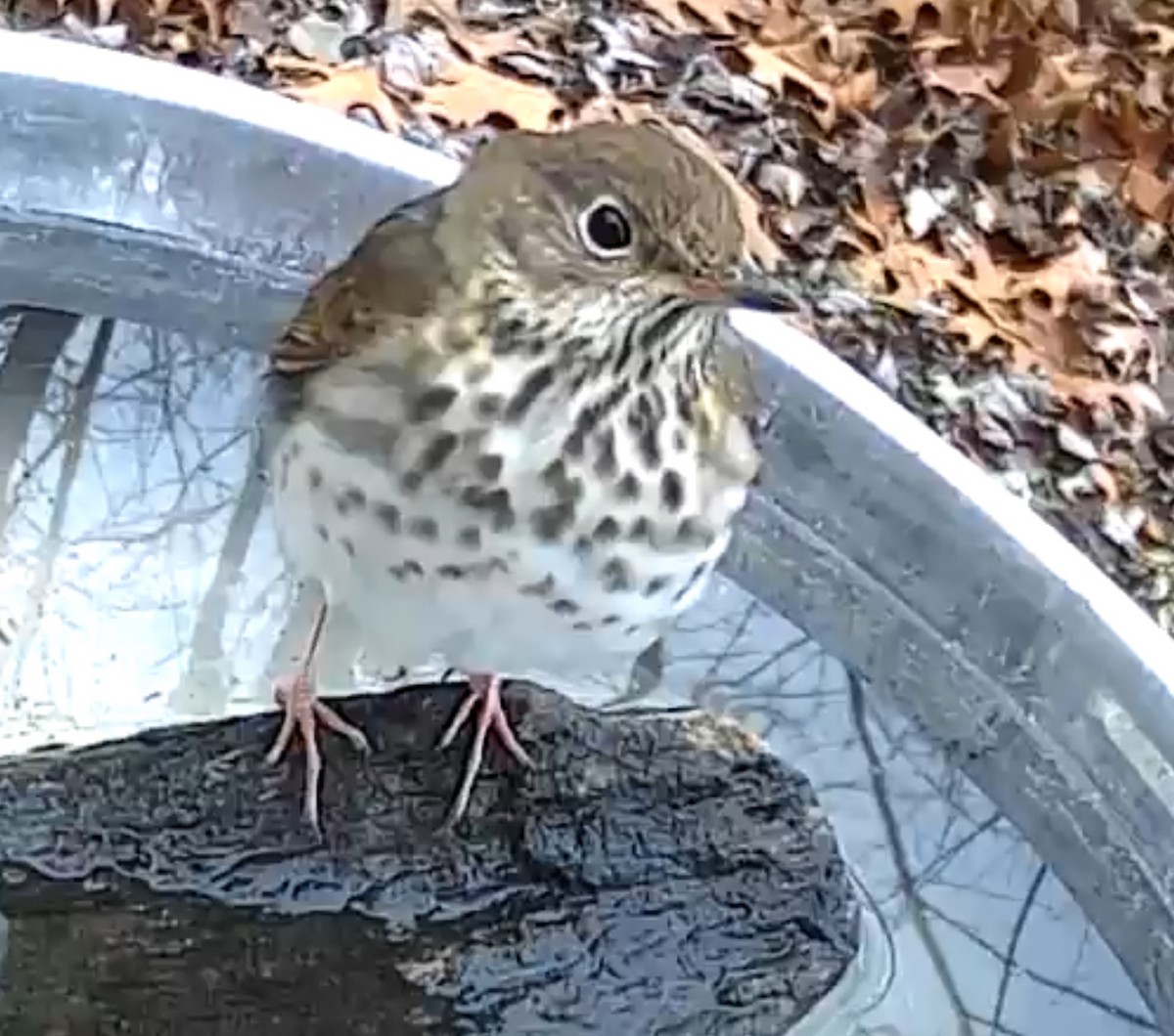 Hermit Thrush - ML627473172