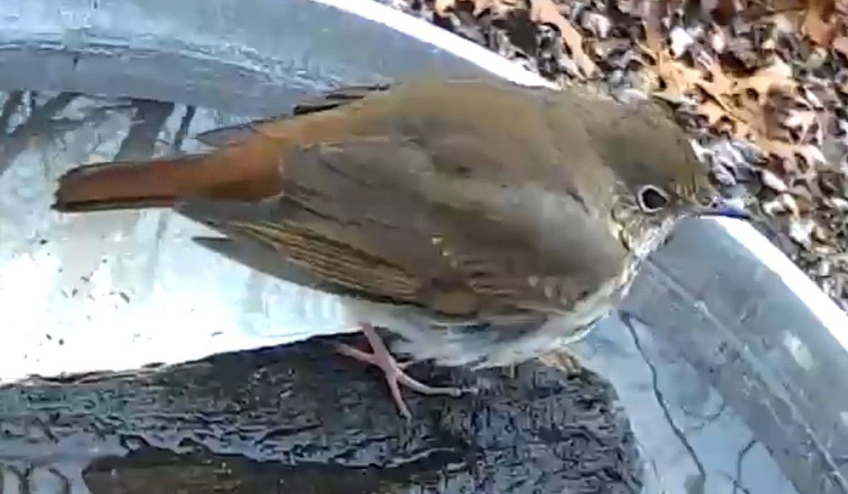 Hermit Thrush - ML627473173