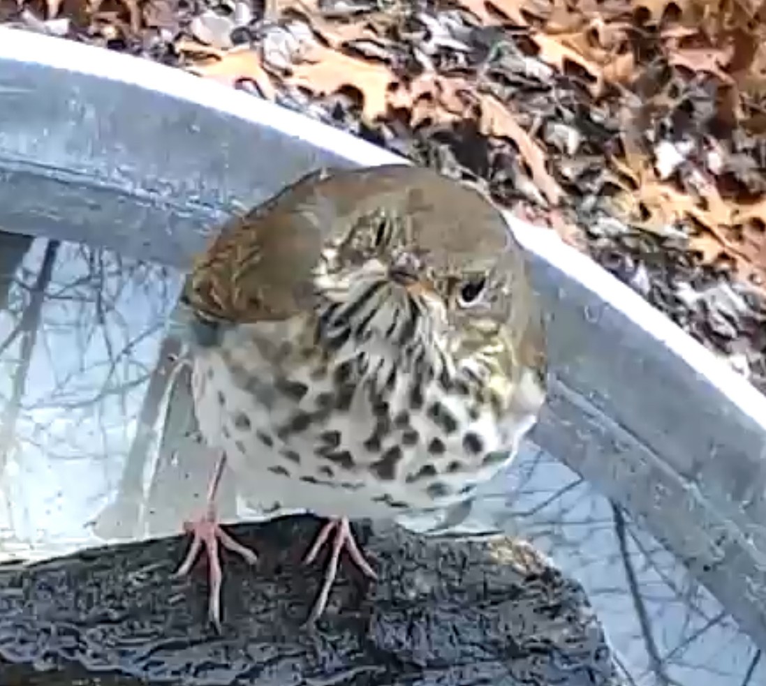 Hermit Thrush - ML627473174