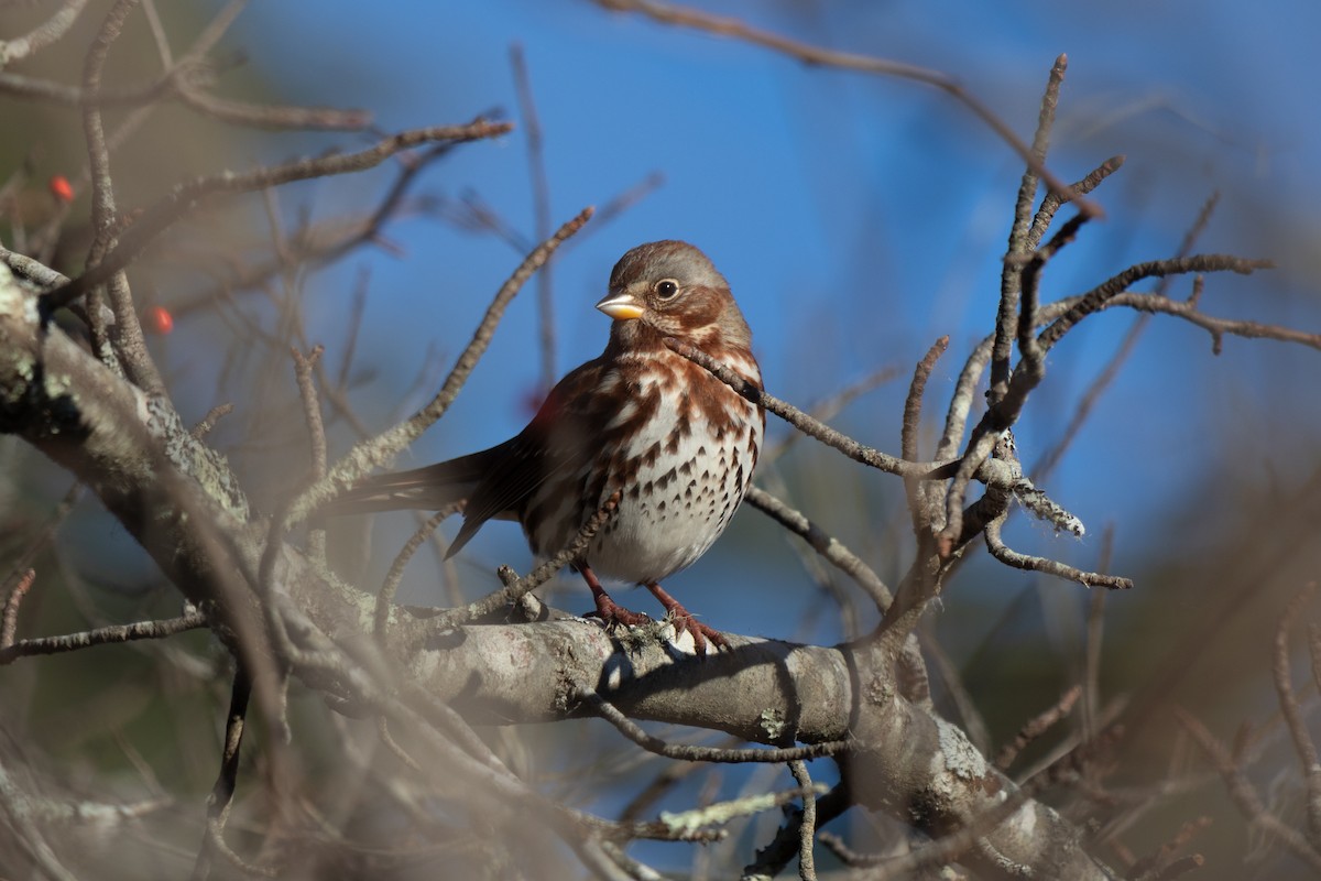 Fox Sparrow - ML627473221