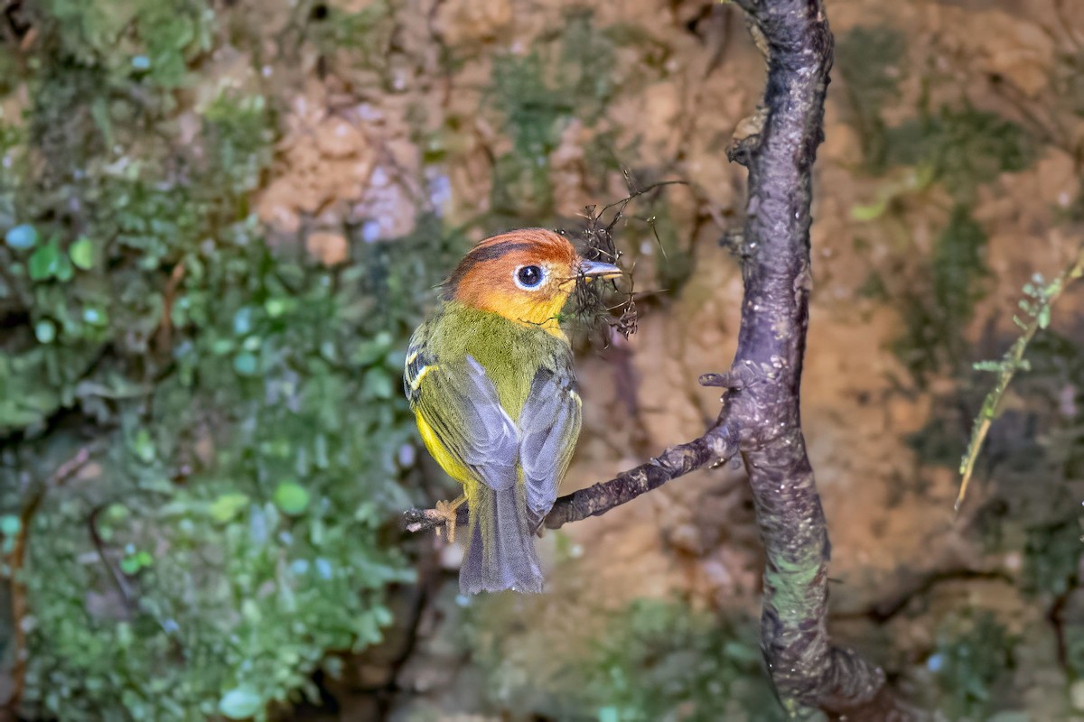 Yellow-breasted Warbler - ML627473421