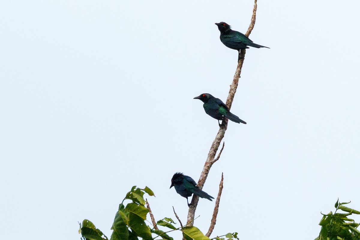 Metallic Starling (Metallic) - ML627473511