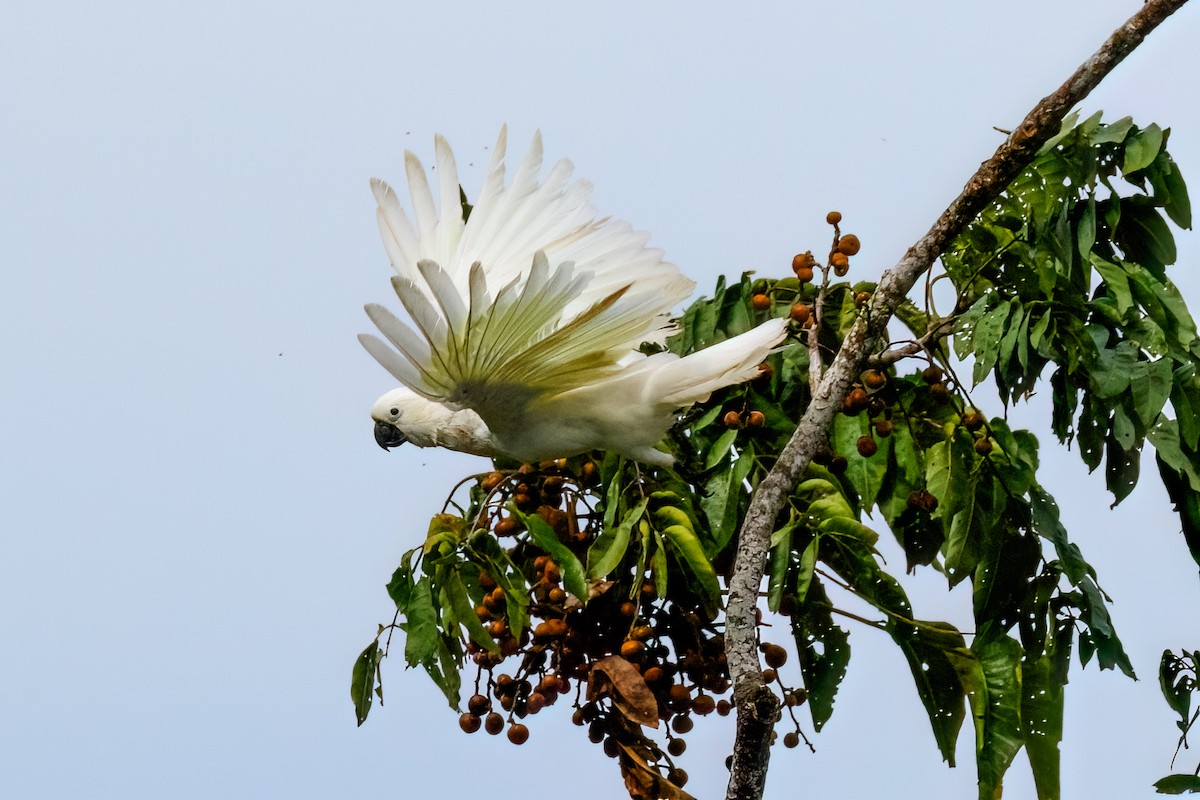 Sulphur-crested Cockatoo - ML627473539