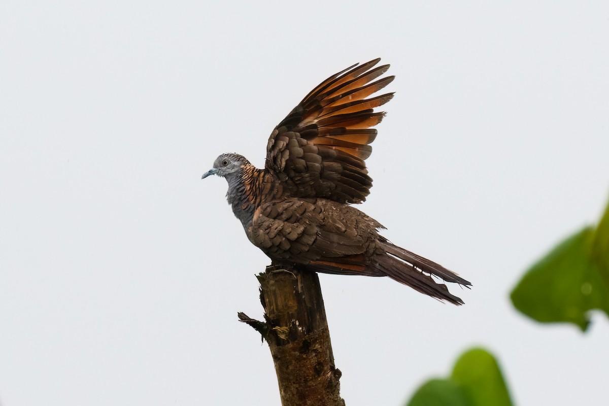 Bar-shouldered Dove - ML627473618