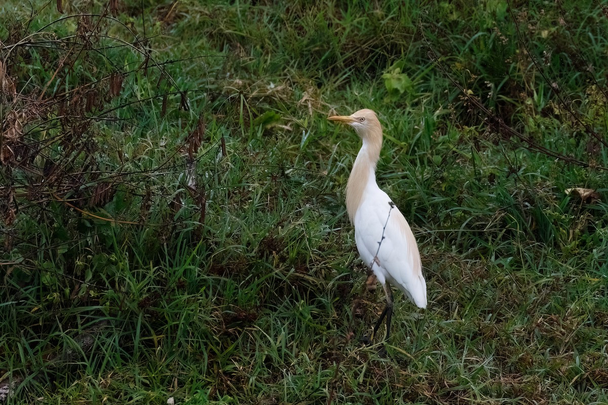 Eastern Cattle-Egret - ML627473648