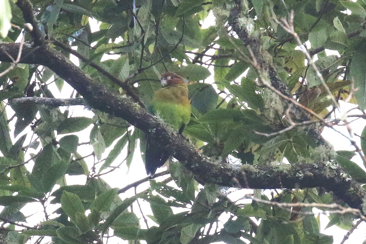 Rusty-faced Parrot - ML627473800