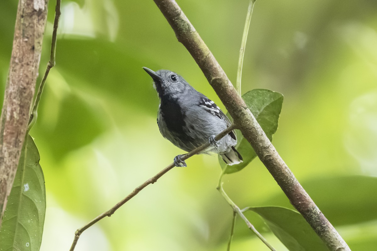 Band-tailed Antwren - ML627473944