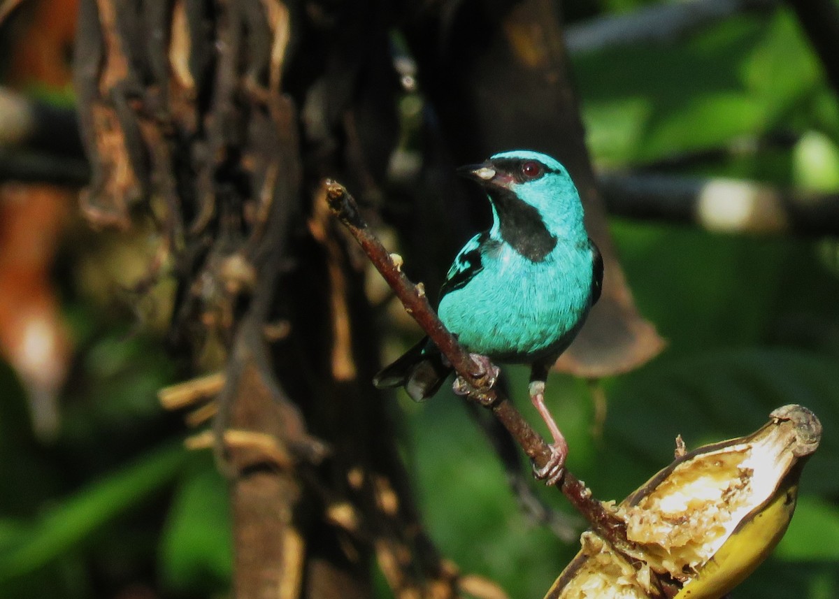 Blue Dacnis - ML627473962