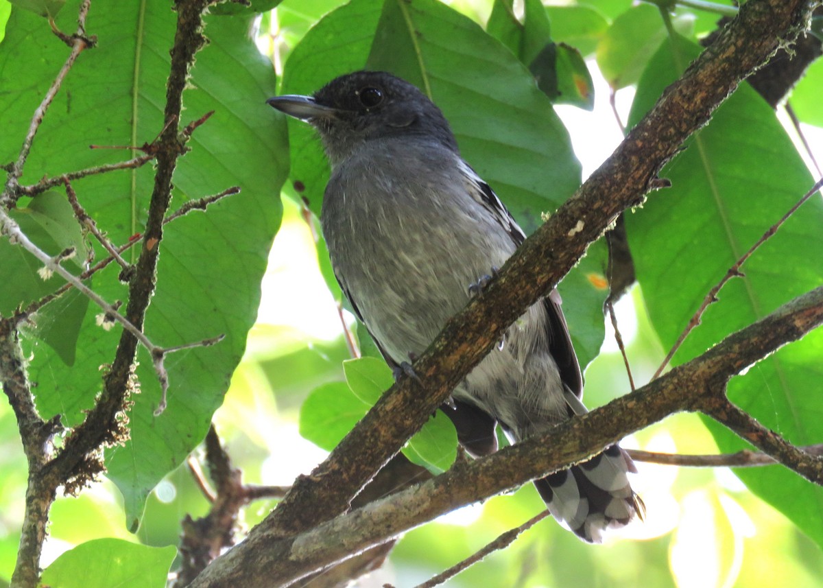 Variable Antshrike - ML627473986