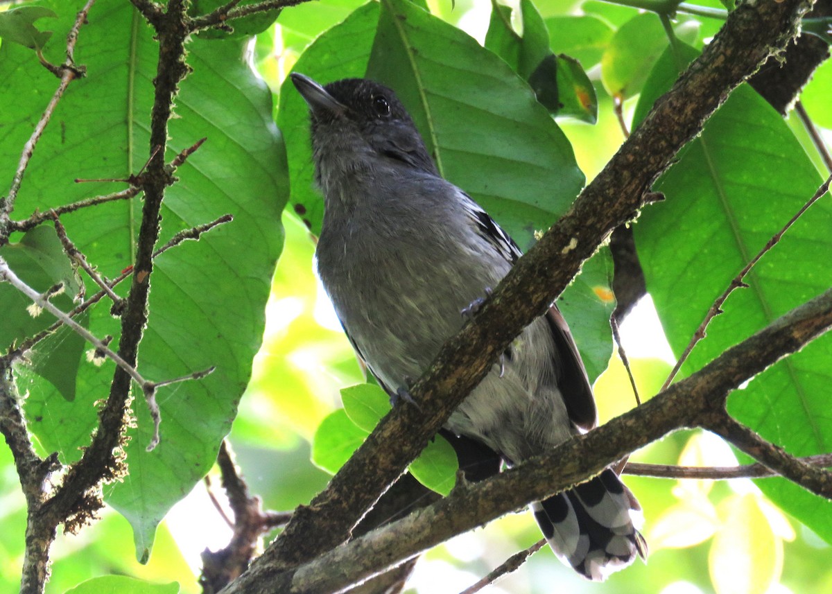 Variable Antshrike - ML627473987