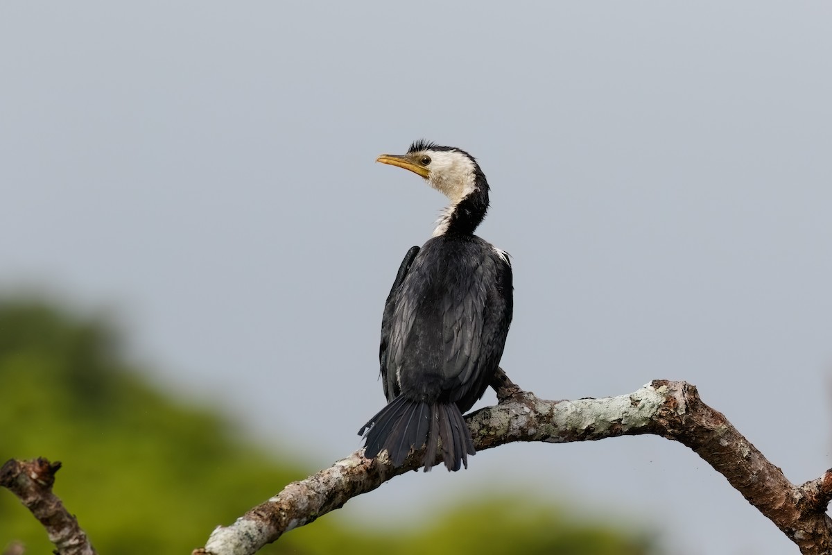 Little Pied Cormorant - ML627474006