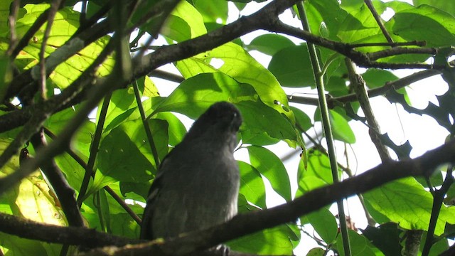 Variable Antshrike - ML627474018