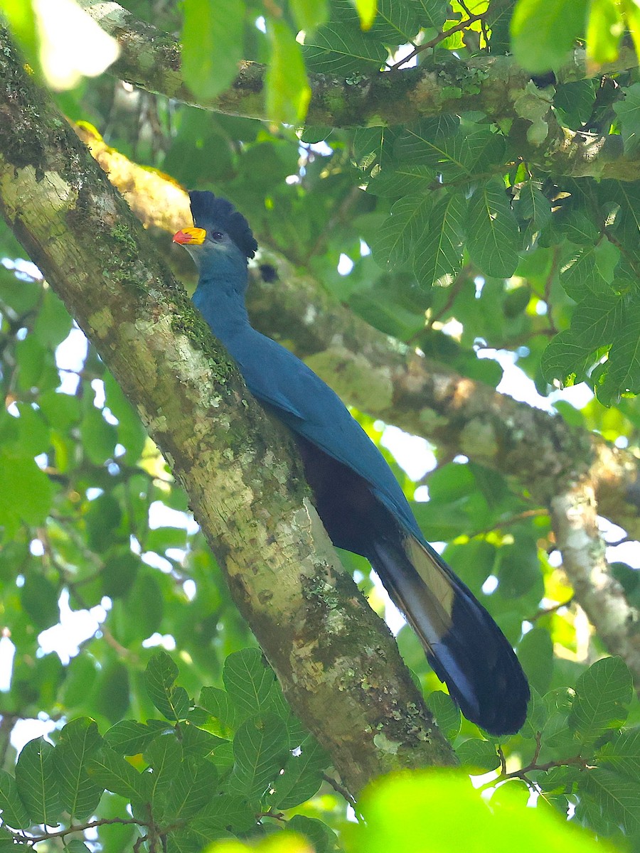 Great Blue Turaco - ML627474025