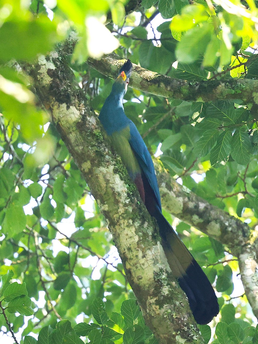 Great Blue Turaco - ML627474026