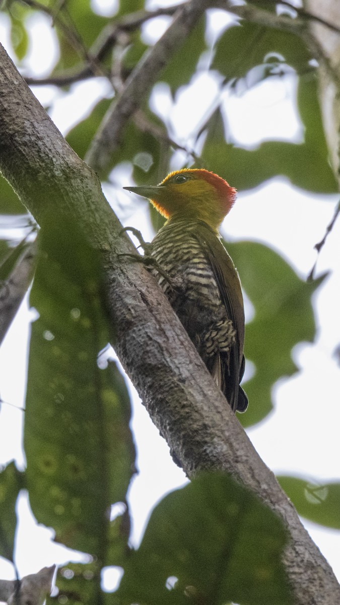 Yellow-throated Woodpecker - ML627474122