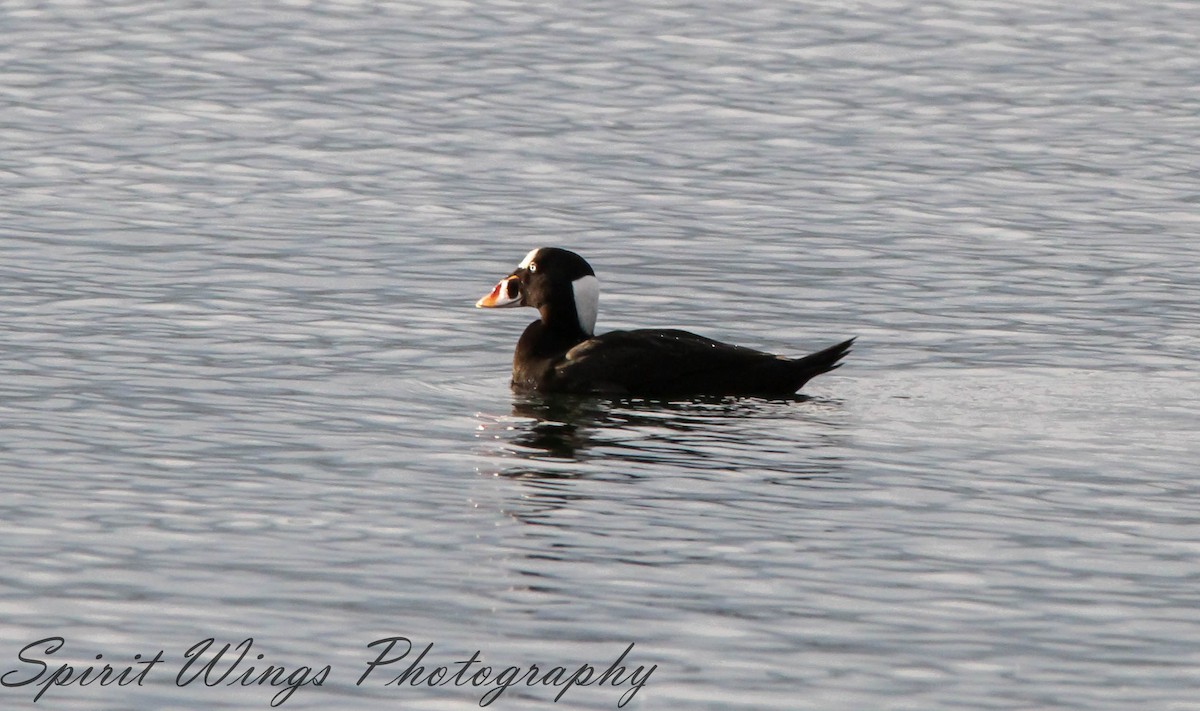 Surf Scoter - ML627474170