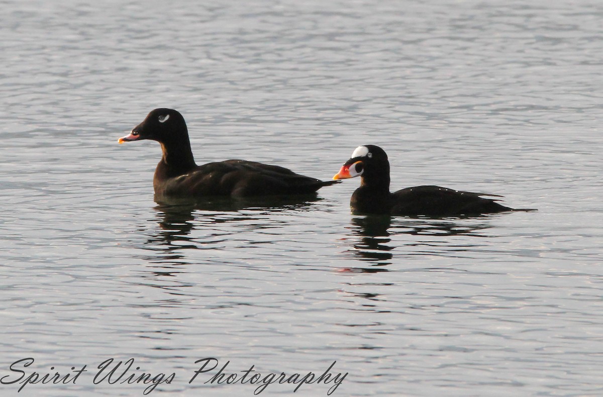 White-winged Scoter - ML627474188