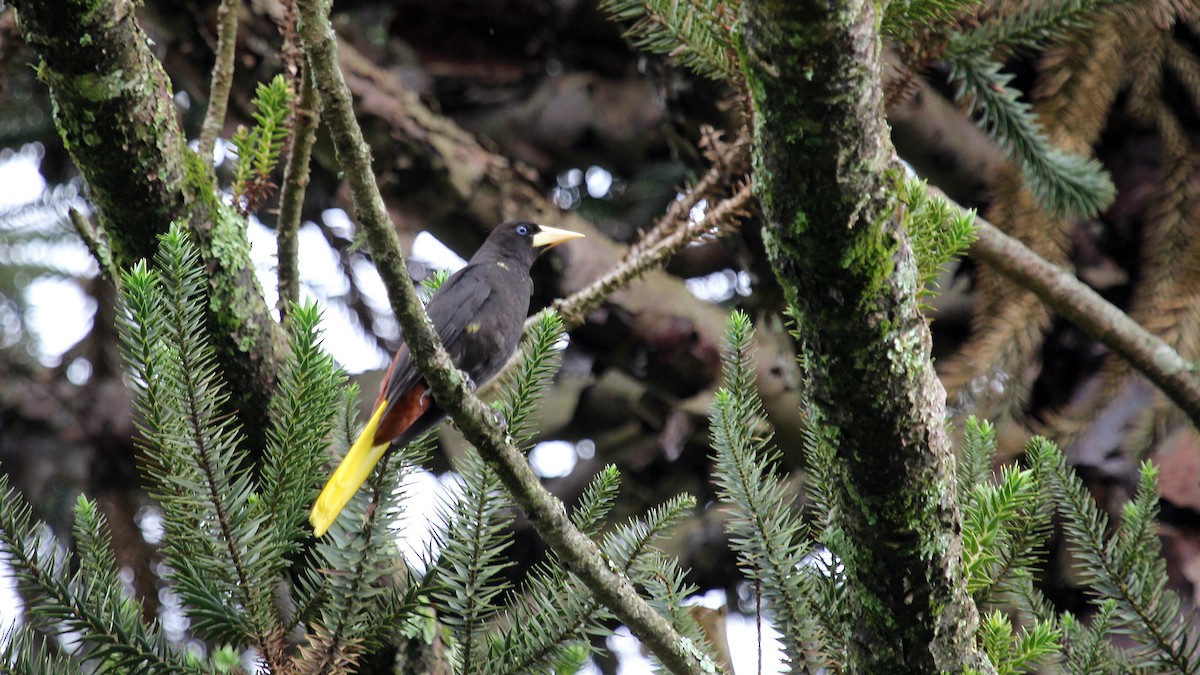 Crested Oropendola - ML627474225