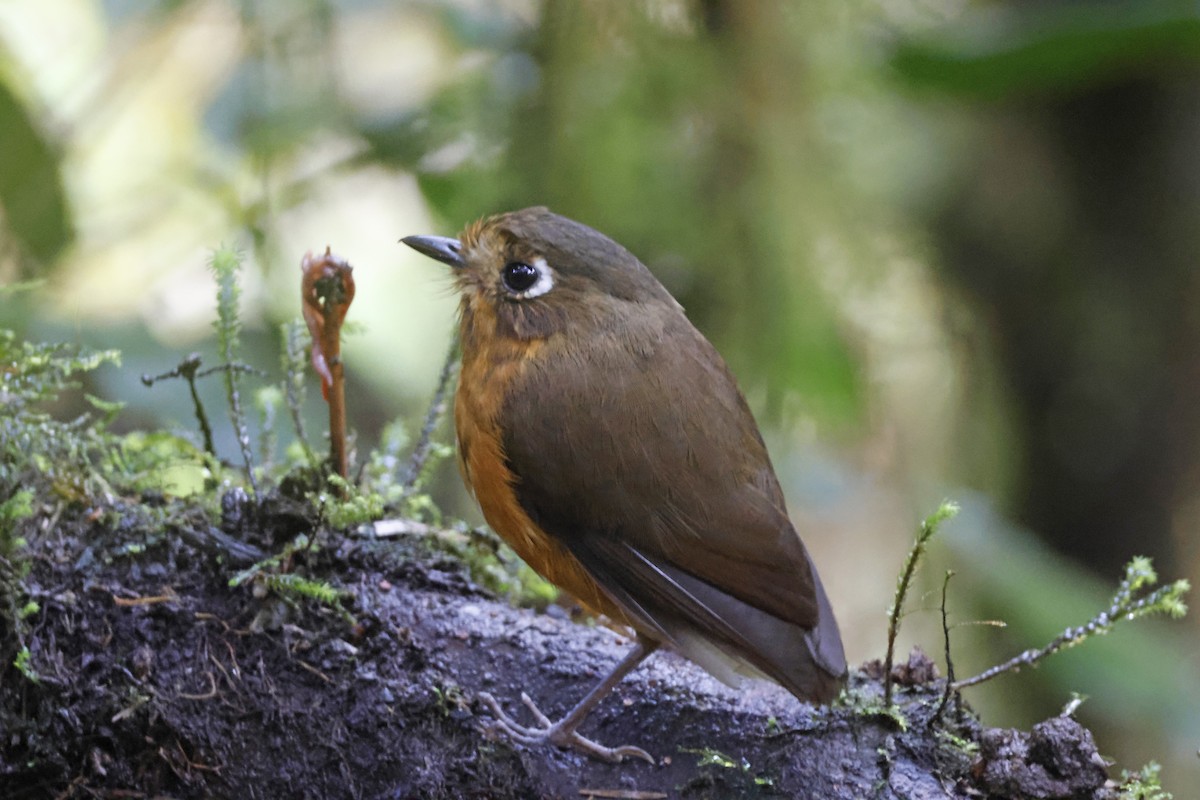 Leymebamba Antpitta - ML627474308