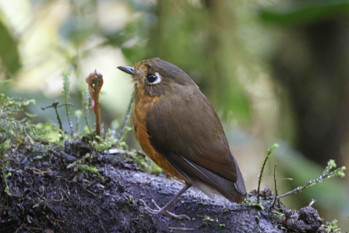 Leymebamba Antpitta - ML627474311