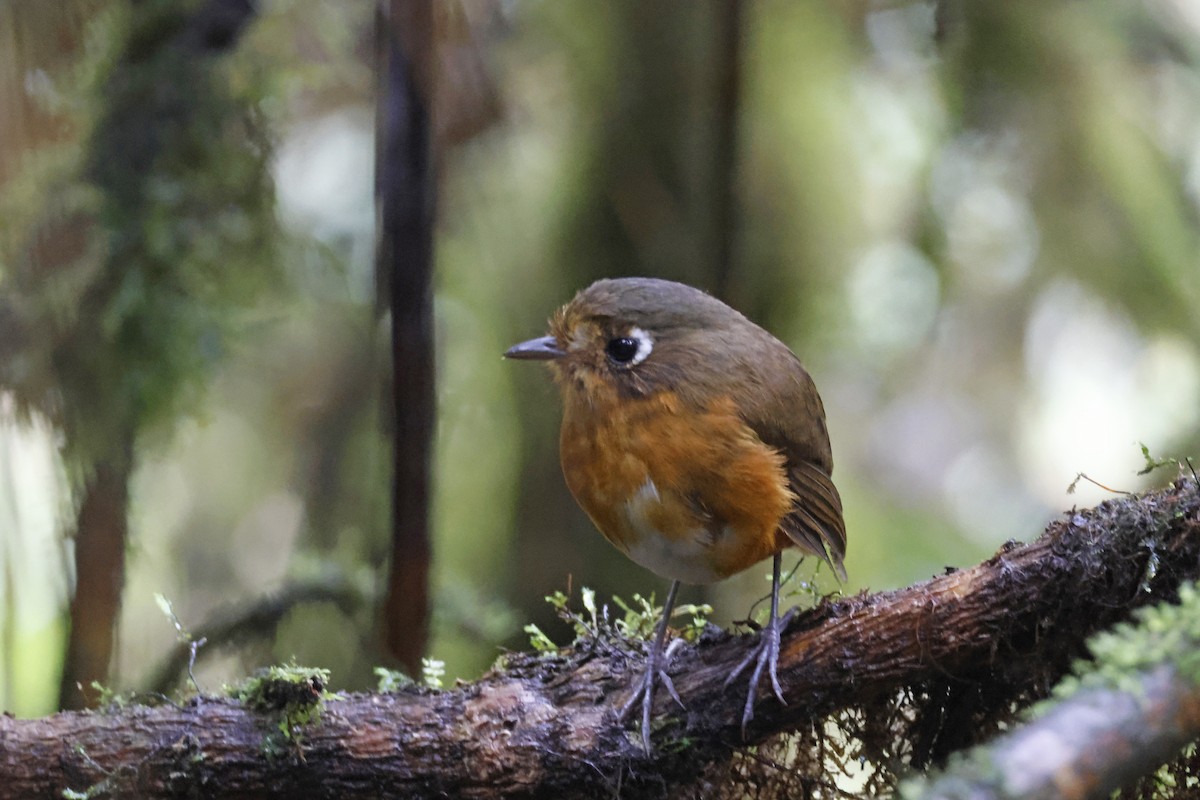 Leymebamba Antpitta - ML627474321