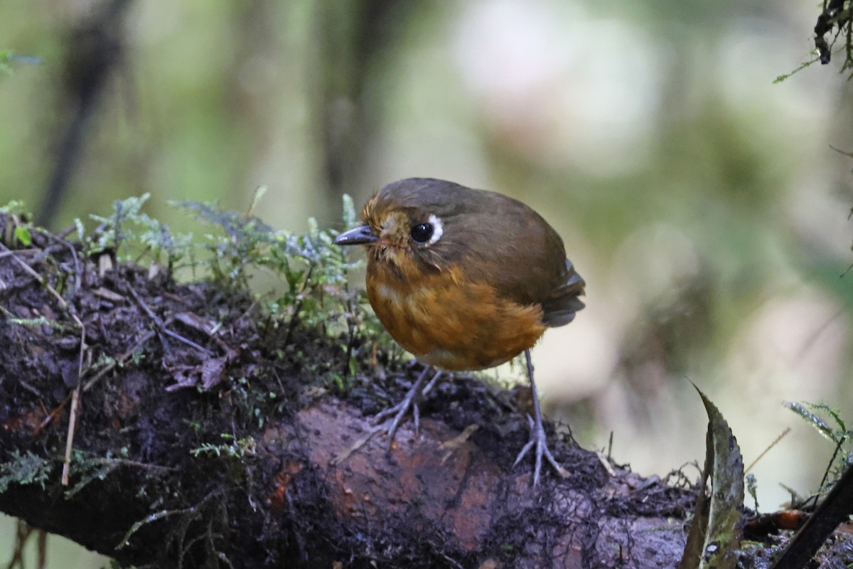 Leymebamba Antpitta - ML627474322