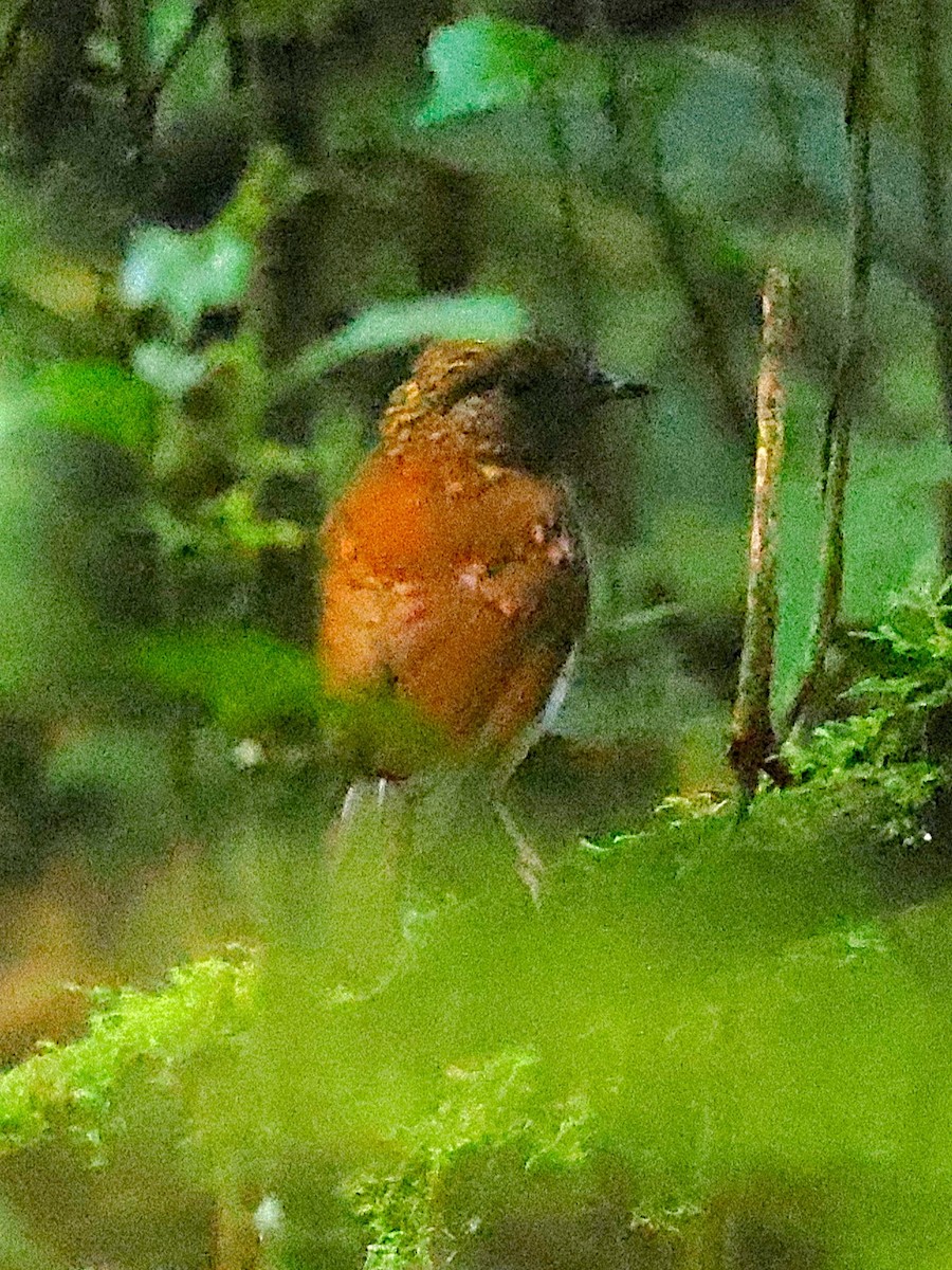 Red-throated Alethe - ML627474393