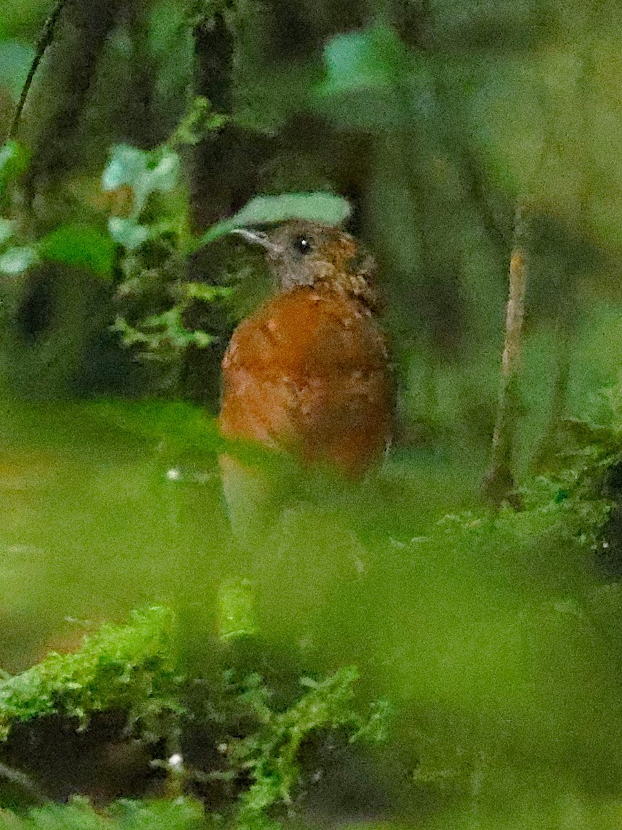 Red-throated Alethe - ML627474397