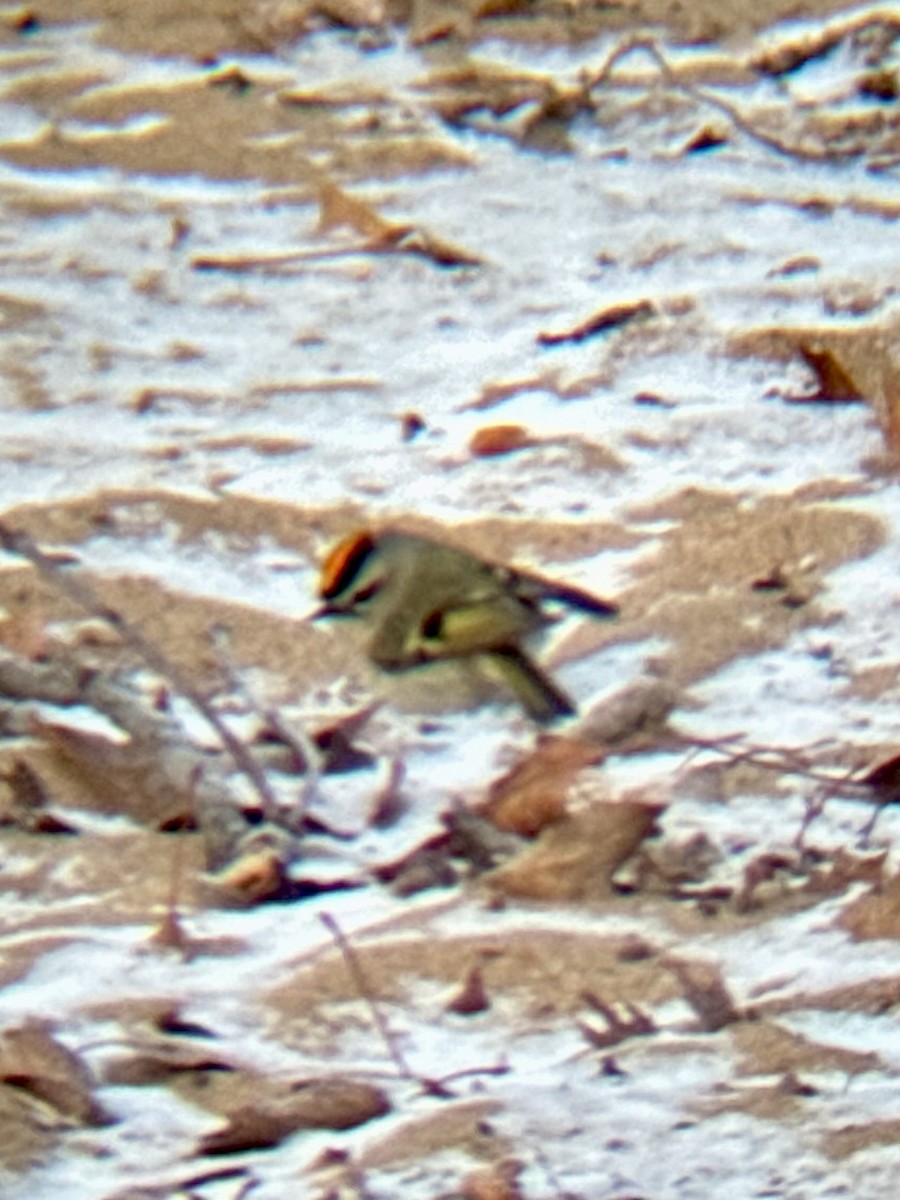 Golden-crowned Kinglet - ML627474403