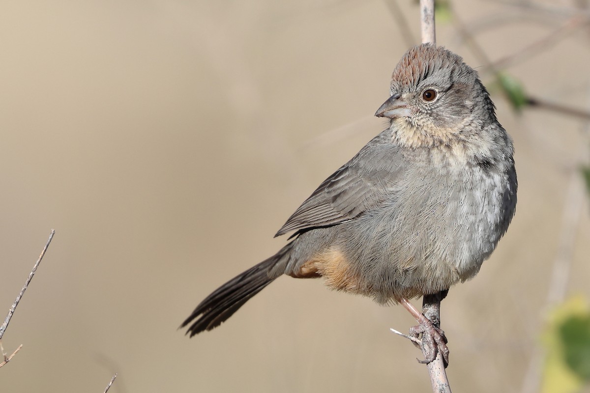 Canyon Towhee - ML627474426