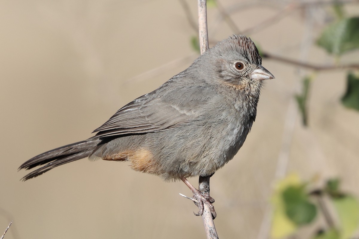 Canyon Towhee - ML627474427